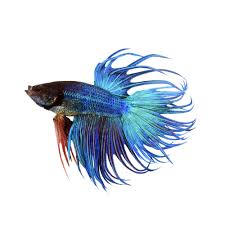 Betta - Siamese Fighting Fish (In Store Only)
