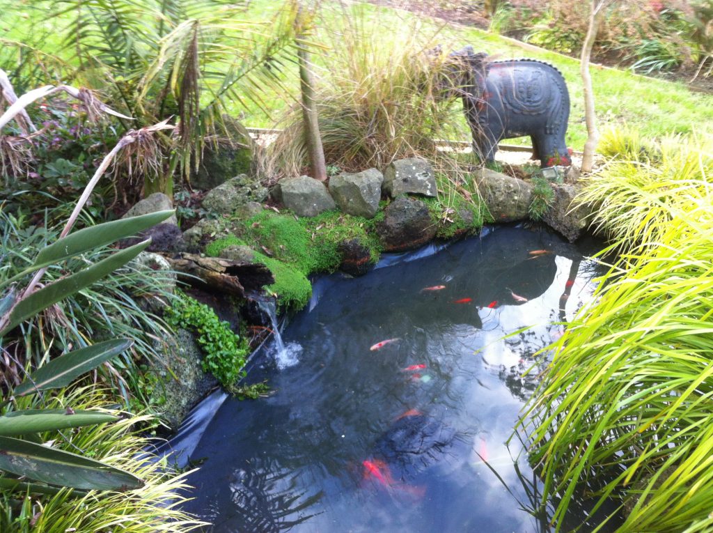 pond maintenance services for one of our happy clients