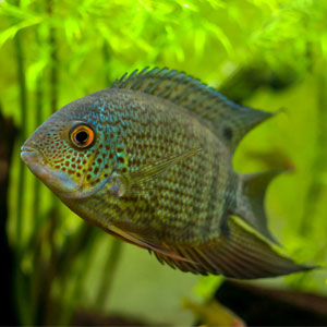 Green Severum Fish