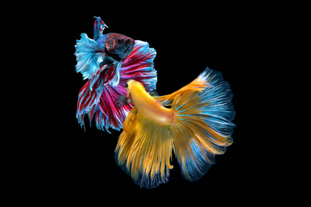 Butterfly Siamese Fighting Fish