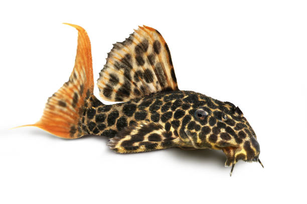 Calico Bristlenose Catfish