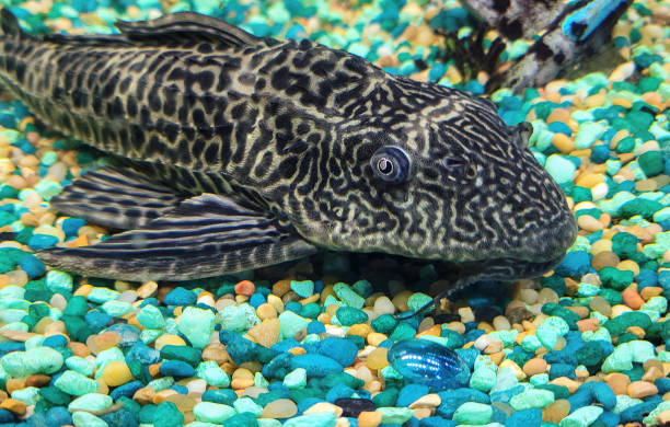 What Illnesses and Issues Can Bristlenose Catfish Have