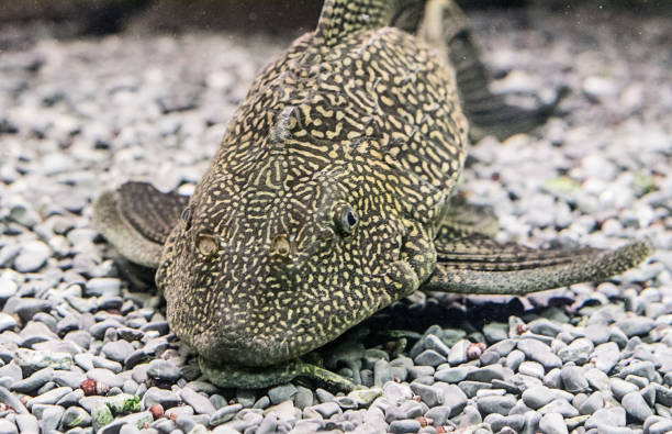 What is the Behaviour of the Bristlenose Pleco